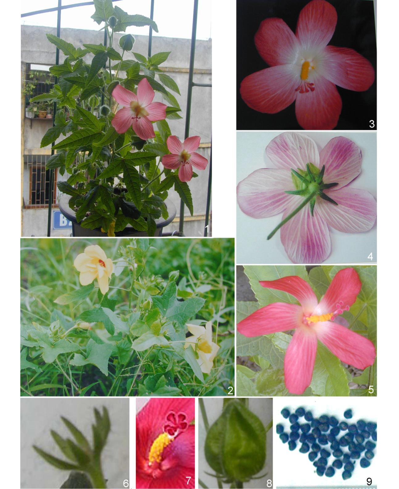 12.5.Abelmoschussagittifolius(Kurz)Merr.–Sâmbốchính_315003200420261.bmp