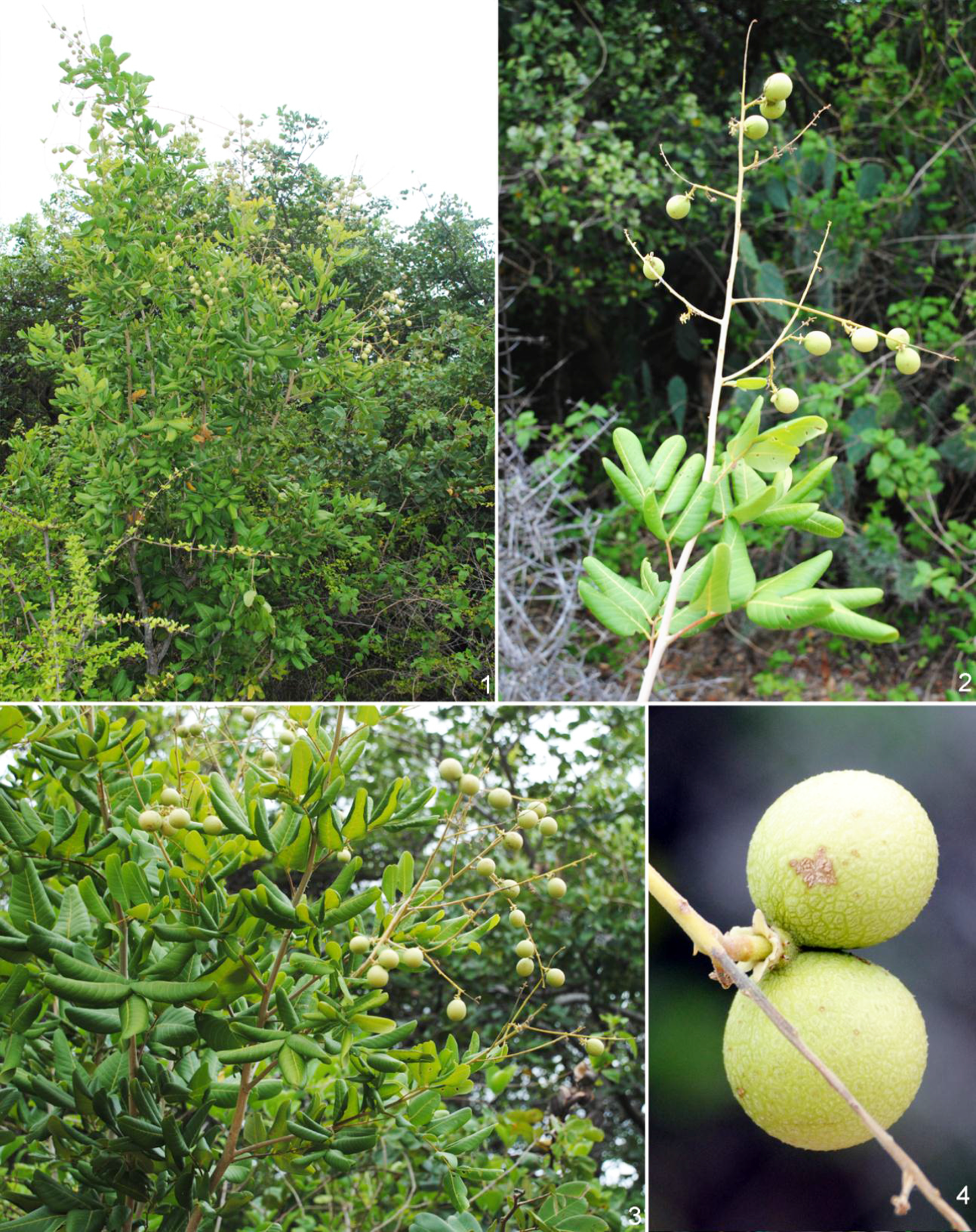 21.1b.Dimocarpuslonganssp.longanvar.obtusus(Pierre)Leenh_193303200420261.bmp