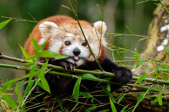 red-panda-1851650_640_554508091020251.jpg